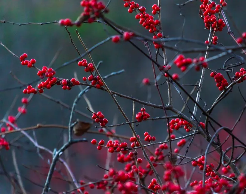#8 - Plant Real Berry and Seed Machines, Not Just Eye Candy (Image Credits: Pexels)