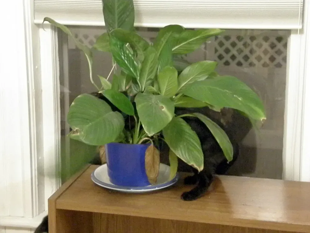 5. Houseplants (Dan4th, Flickr, CC BY 2.0)