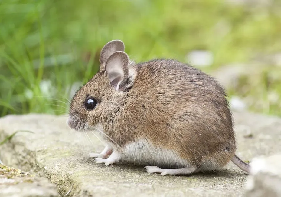 #3. The Florida Mouse (Image Credits: Pexels)