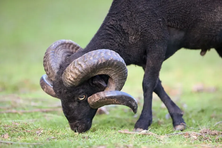 Aries (Image Credits: Pexels)