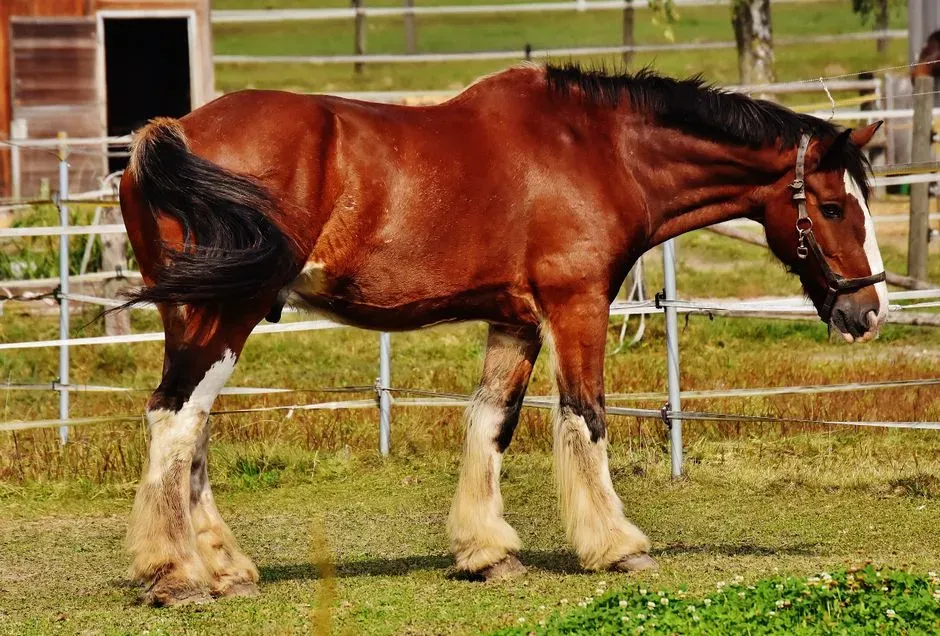 #6 &ndash; Clydesdale: Gentle Giant Is Still a Giant (Image Credits: Pexels)