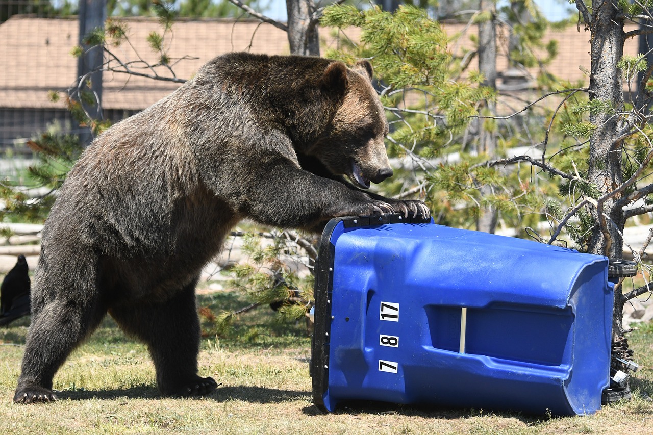 The Hungry Bear Problem in Human Areas (Image Credits: Pixabay)