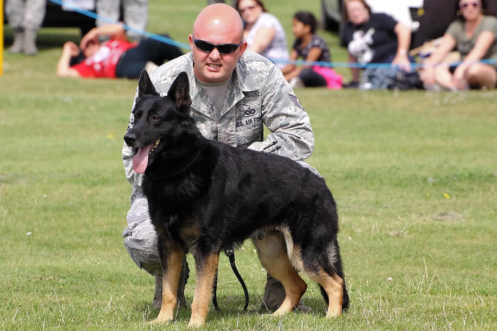 #2 - Working-Line German Shepherd: Incredible Partner, Overwhelming Pet (Military Working Dog - American Air Day 2012, CC BY-SA 2.0)