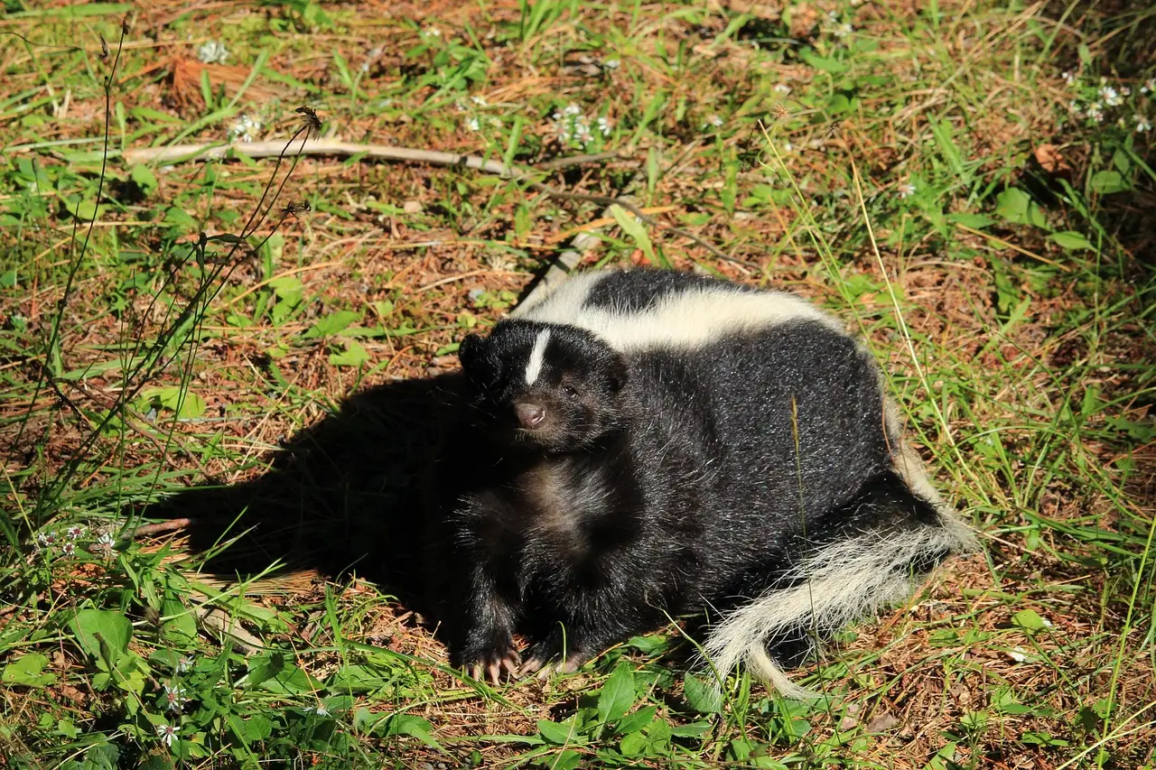 6. Hissing, Growling, And Short False Charges (Image Credits: Pixabay)