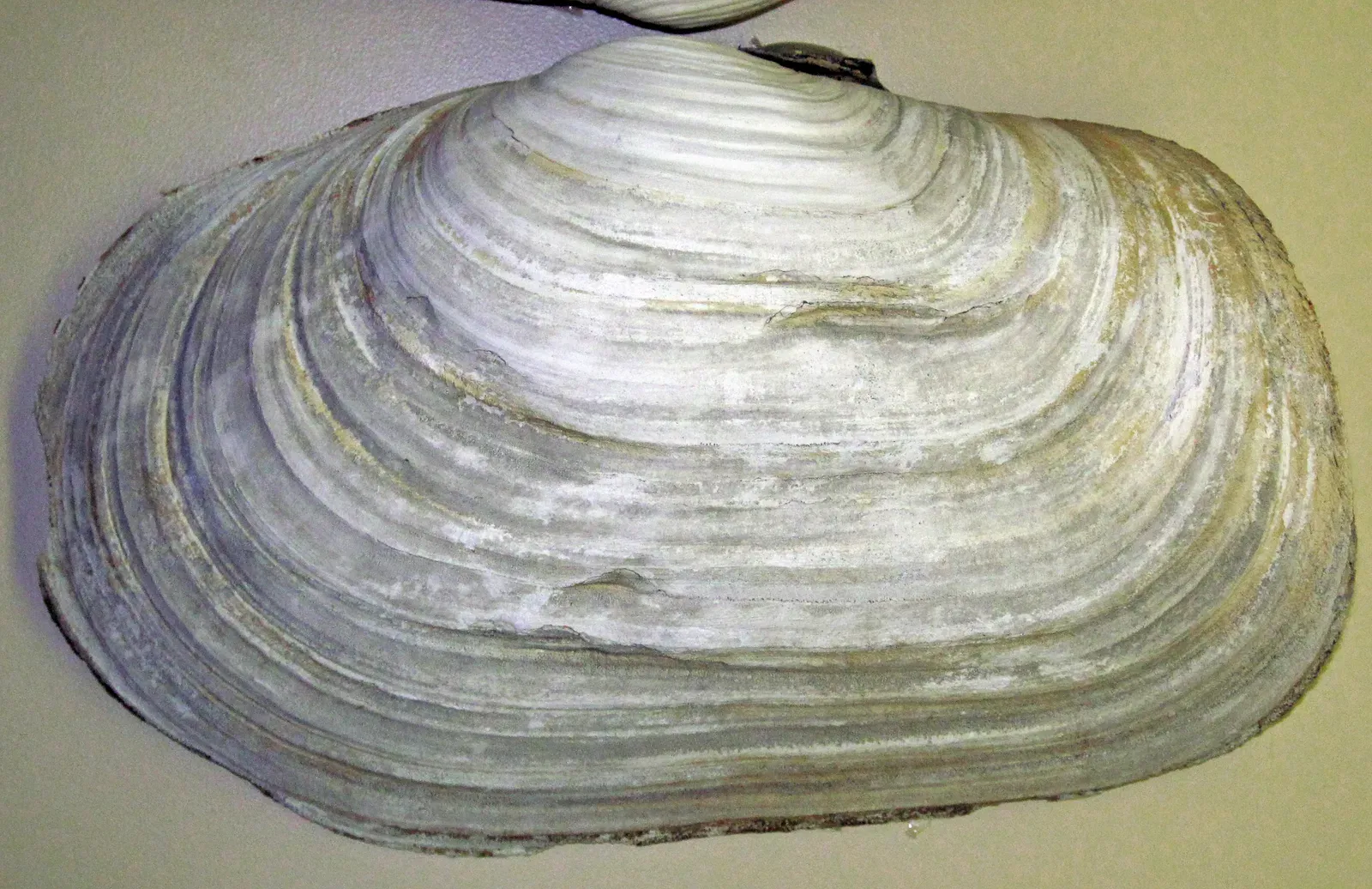 Geoduck Clam (Image Credits: Wikimedia)