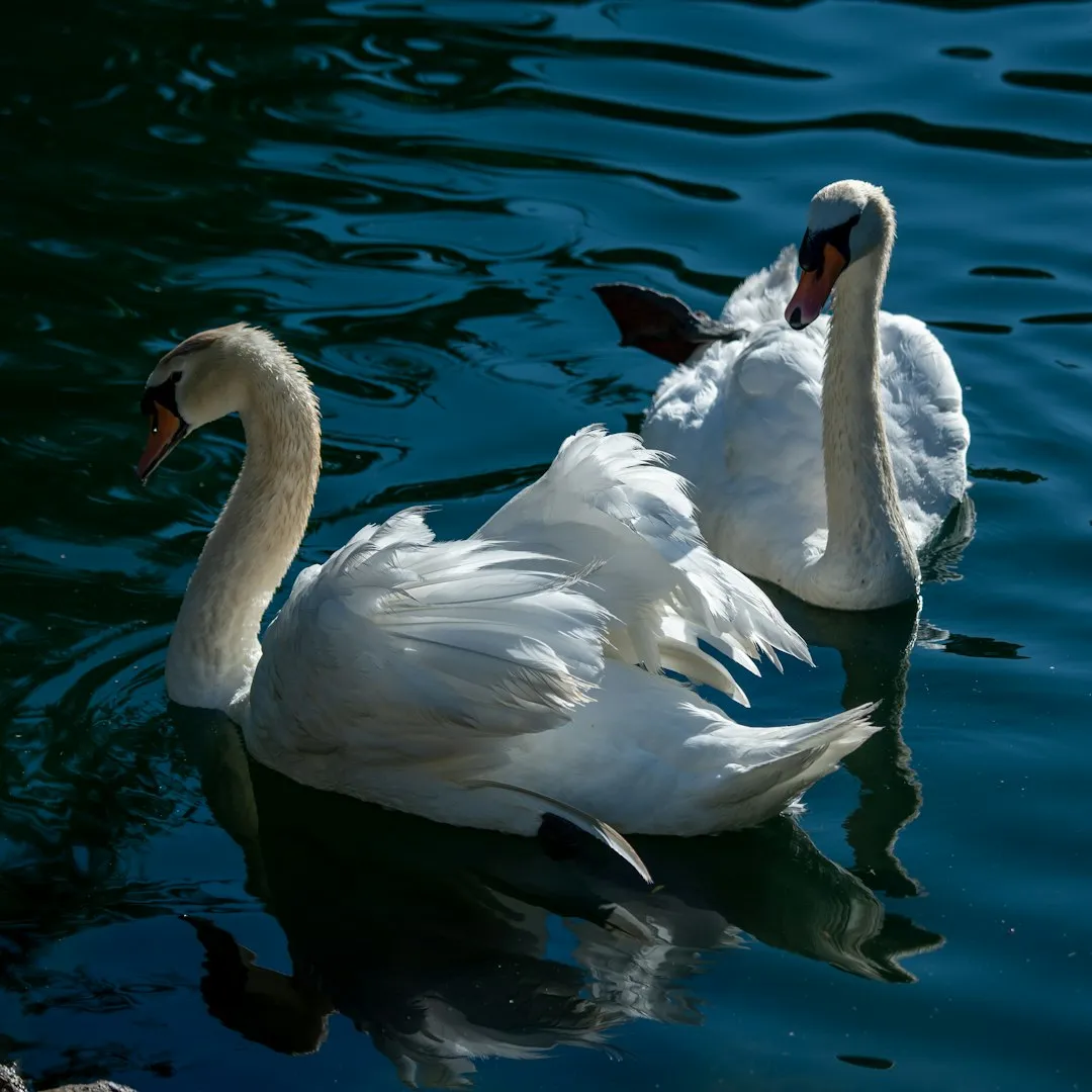 #17 - Mated Swans in Captivity: Pair-Bonded Birds That Extend It to the Keeper (Image Credits: Unsplash)