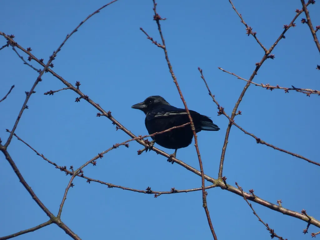 Earth's Invisible Compass in Bird Brains (Image Credits: Flickr)