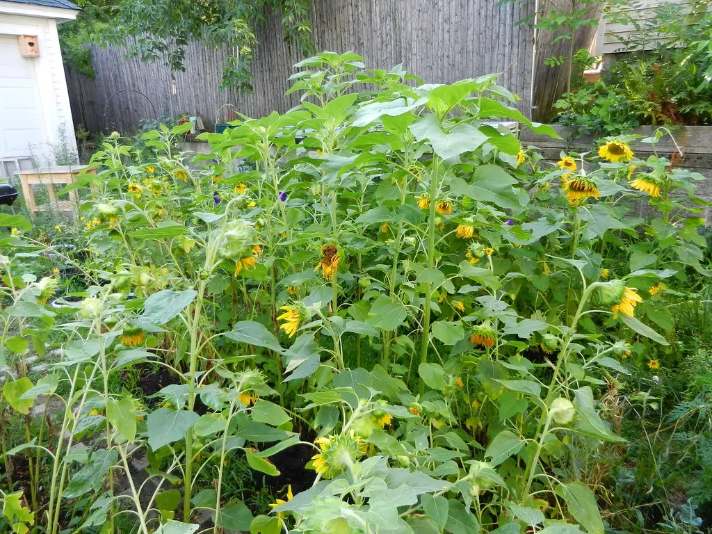 5. Planting a Lawn-Heavy Garden with No Structural Variety (lakelou, Flickr, CC BY 2.0)
