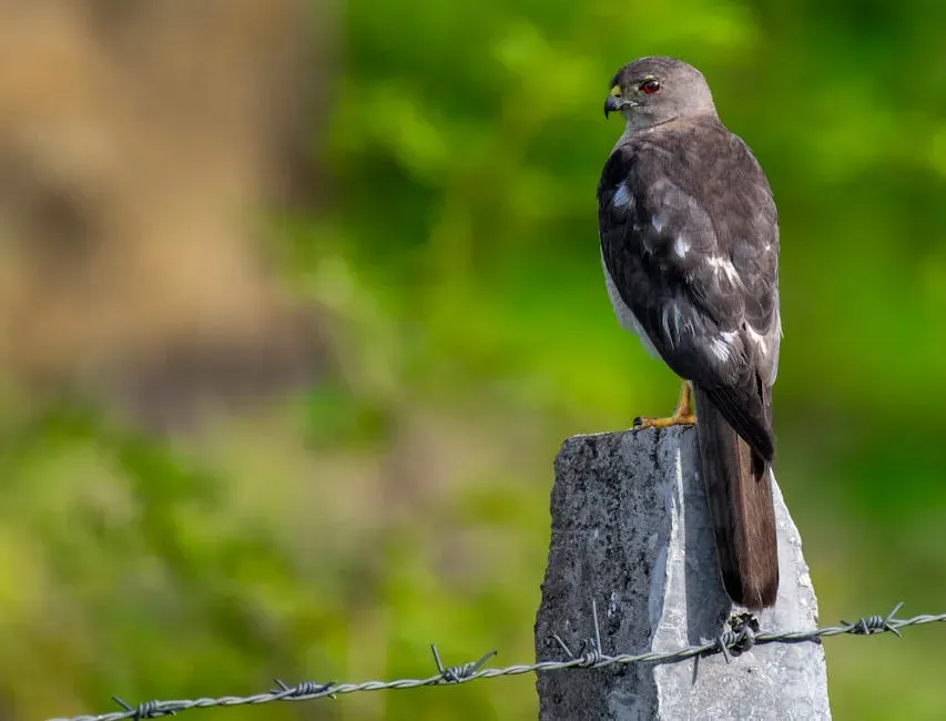 The Honeyguide Bird and Human Hunters (Image Credits: Pexels)