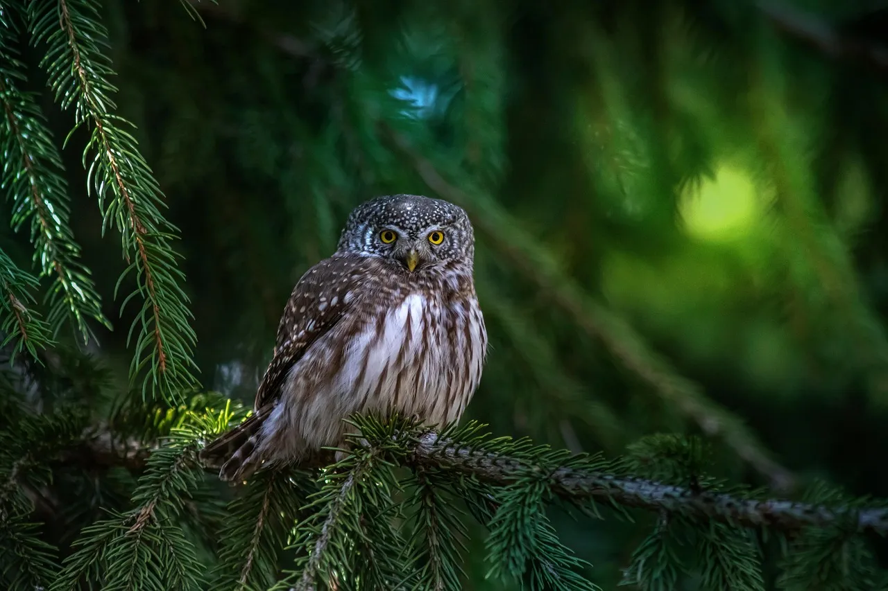 Conclusion: Rethinking What a “Healthy” Forest Looks Like (Image Credits: Pixabay)
