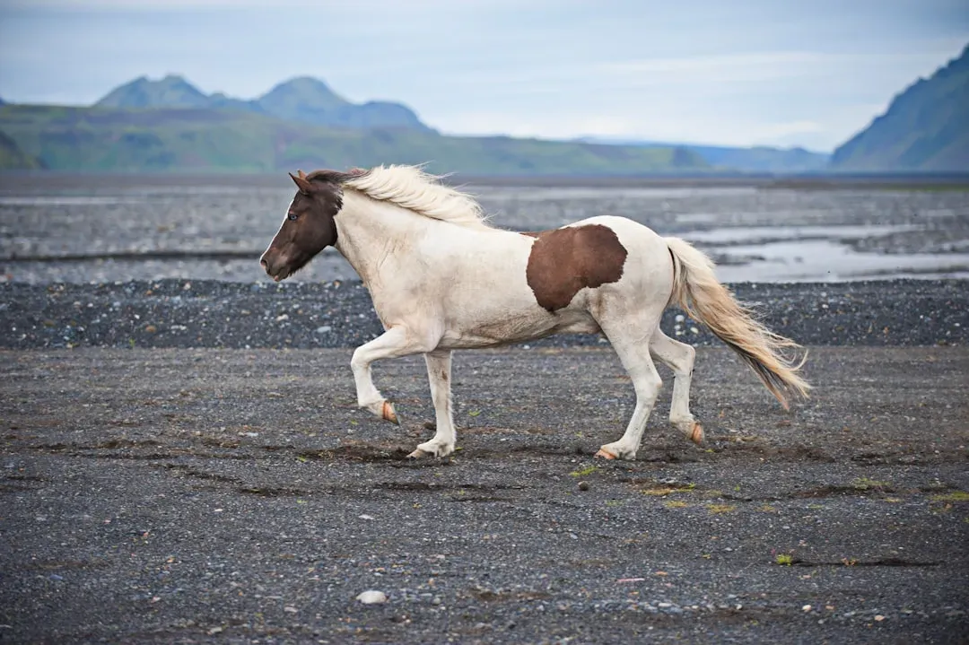 #7 &ndash; Icelandic Horse: Small Package, Very Big Opinions (Image Credits: Unsplash)
