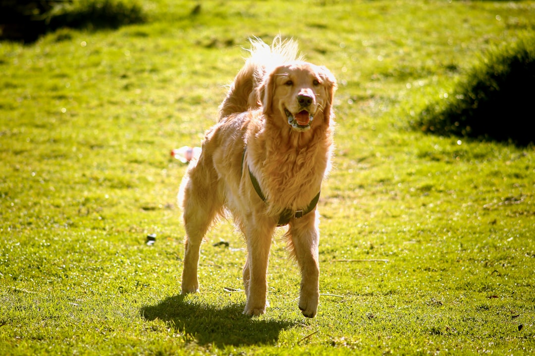 #17 Golden Retriever (Image Credits: Unsplash)