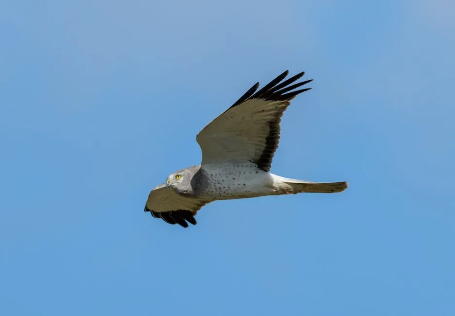 Black Harrier - Fynbos Biome, South Africa (Image Credits: Pexels)