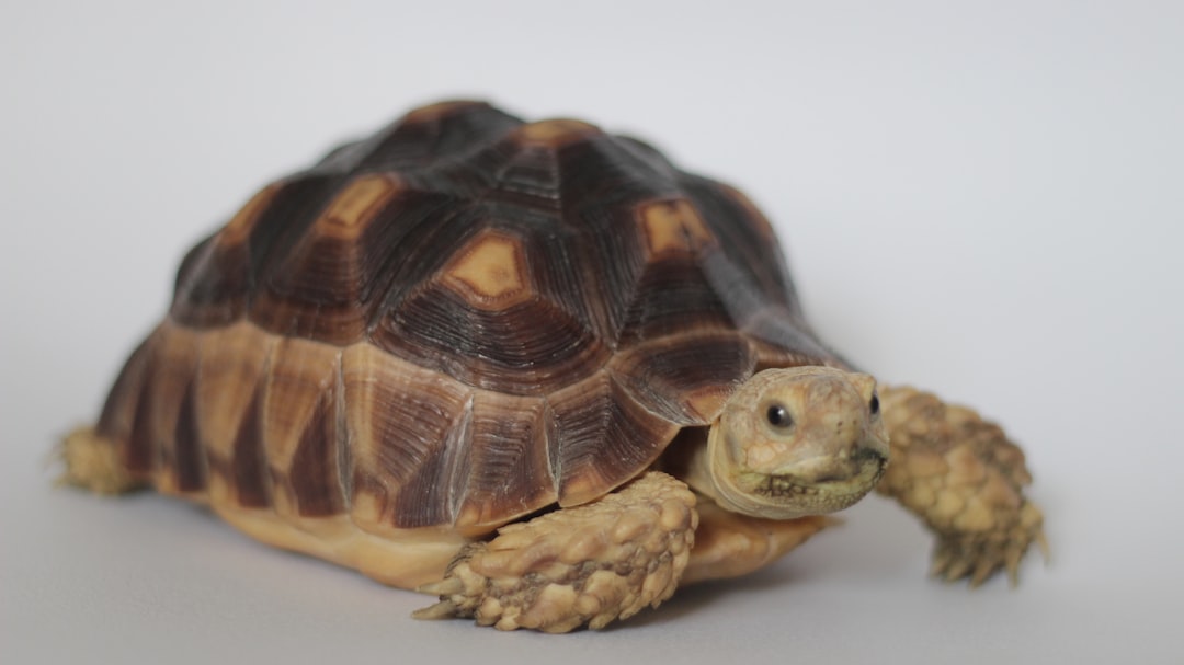 Pisces - The Wise Sulcata Tortoise (Image Credits: Unsplash)