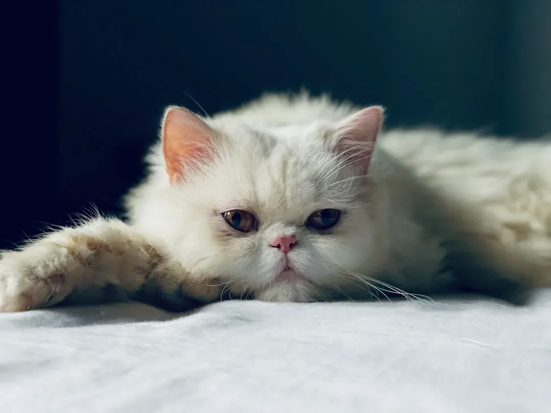 #1: They're Wired to Be Awake When You're Not (Image Credits: Unsplash)