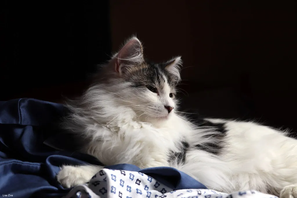 1. The Slow, Serious Sniff Test (Lisa Zins, Flickr, CC BY 2.0)