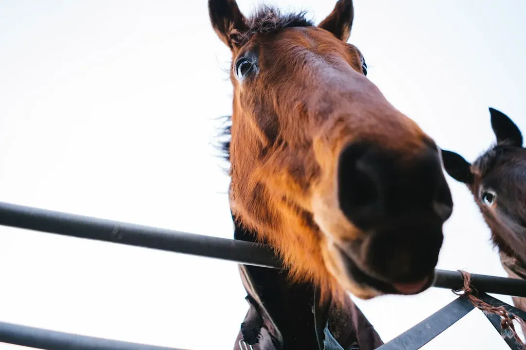 #12 Head Tossing Triggers Harsher Equipment Instead of Softer Hands (Image Credits: Unsplash)