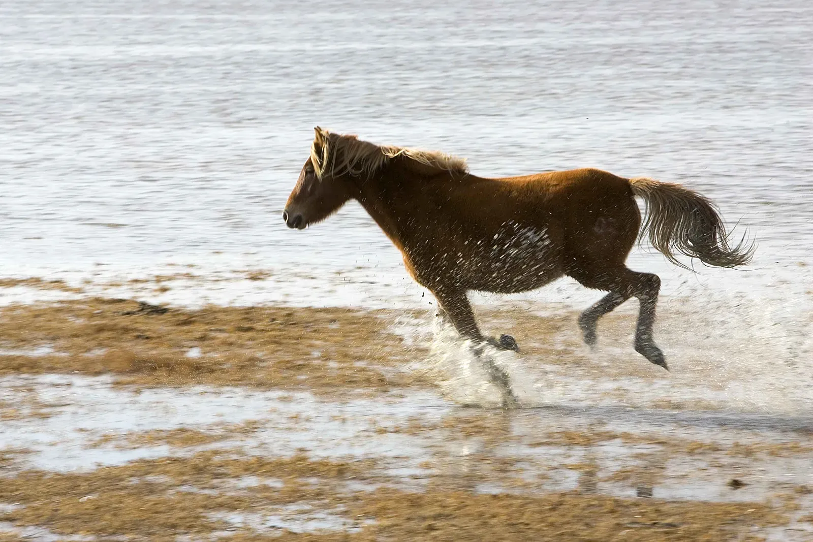 Sagittarius: The Wild Horse Running Free (Image Credits: Wikimedia)