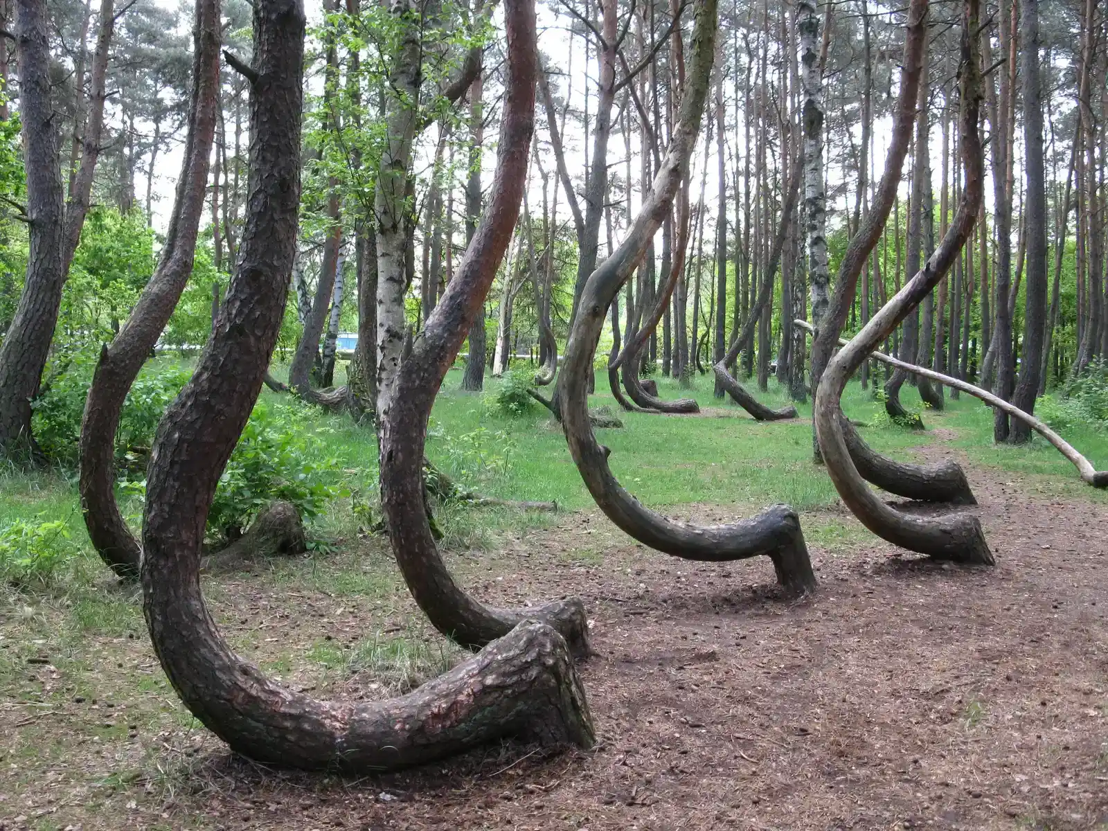 The Crooked Forest: Poland's Botanical Mystery (Image Credits: Wikimedia)