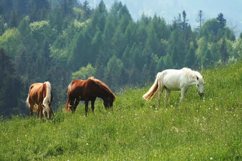 Underfeeding Forage and Overfeeding Grain (Image Credits: Flickr)