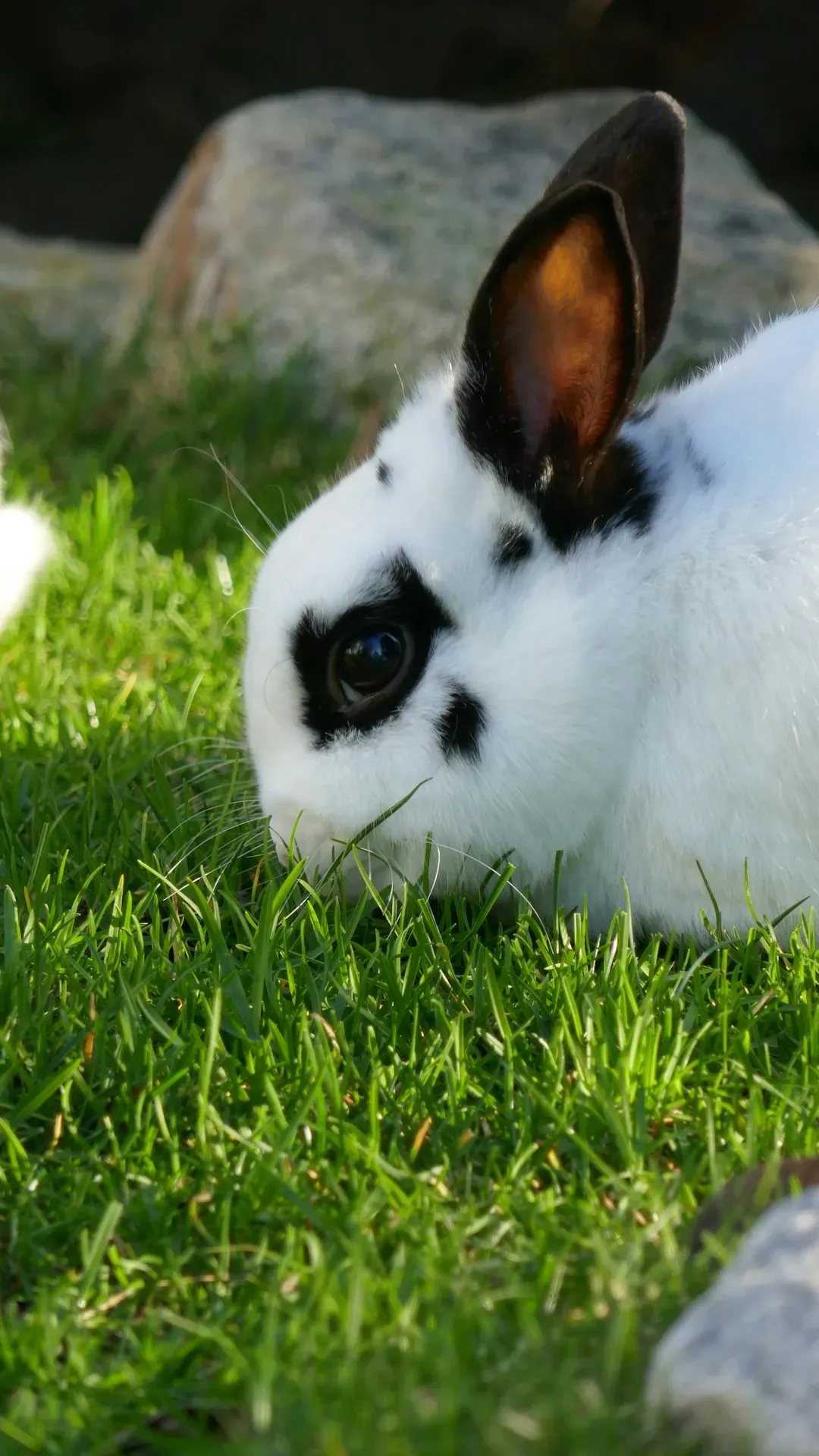 Rabbits (Image Credits: Unsplash)
