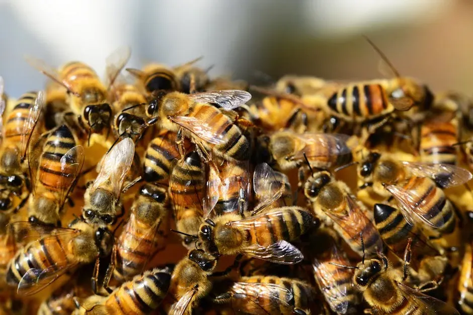 5. The Africanized Honey Bee: Killer Bees Are Not Just a Myth (Image Credits: Pexels)
