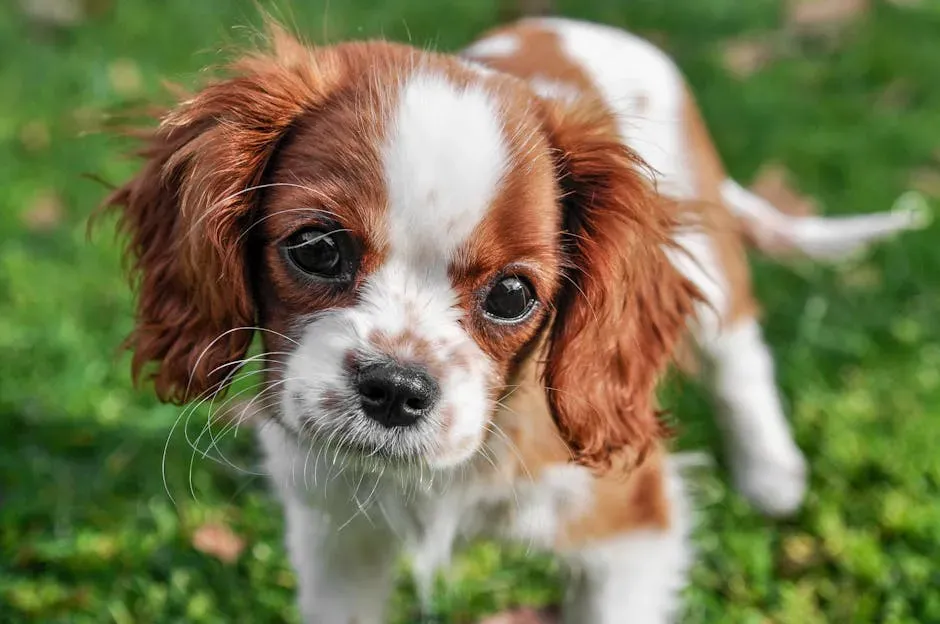 Cavalier King Charles Spaniel (Image Credits: Pexels)