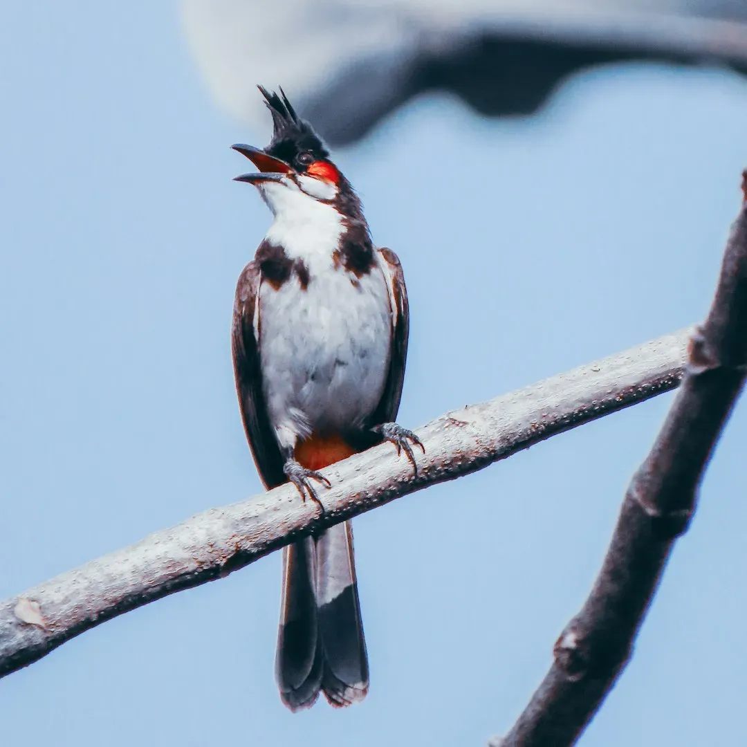 #1: Their Scientific Name Literally Means "Many-Tongued Mimic" (Image Credits: Unsplash)