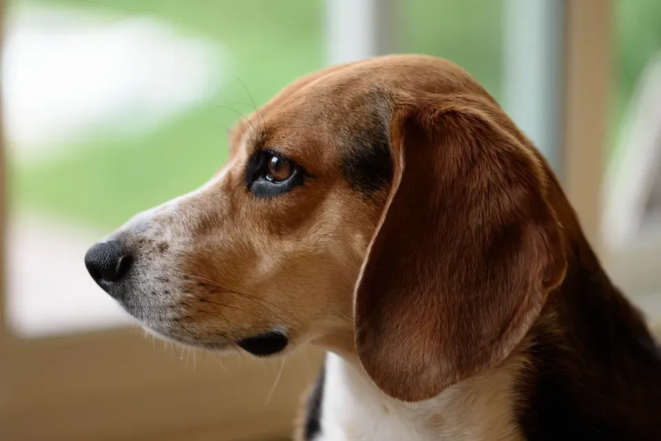 Beagle (Image Credits: Stocksnap)