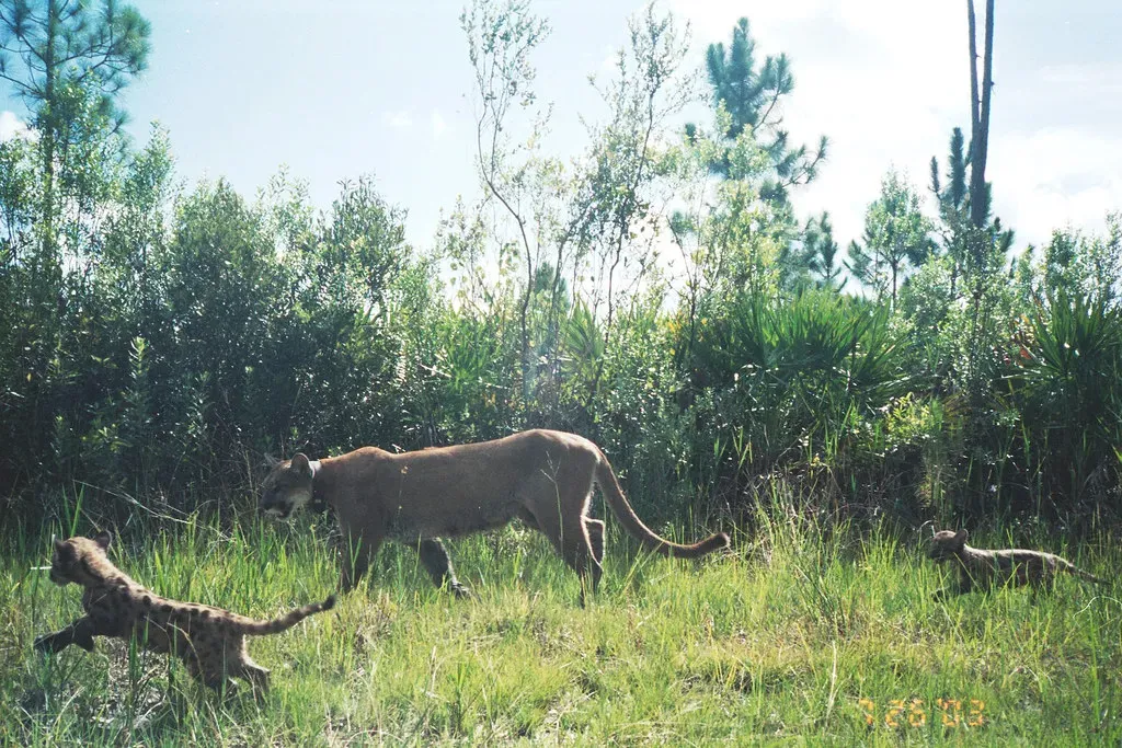 Panthers Are Born Spotted, Not Tan (Image Credits: Flickr)