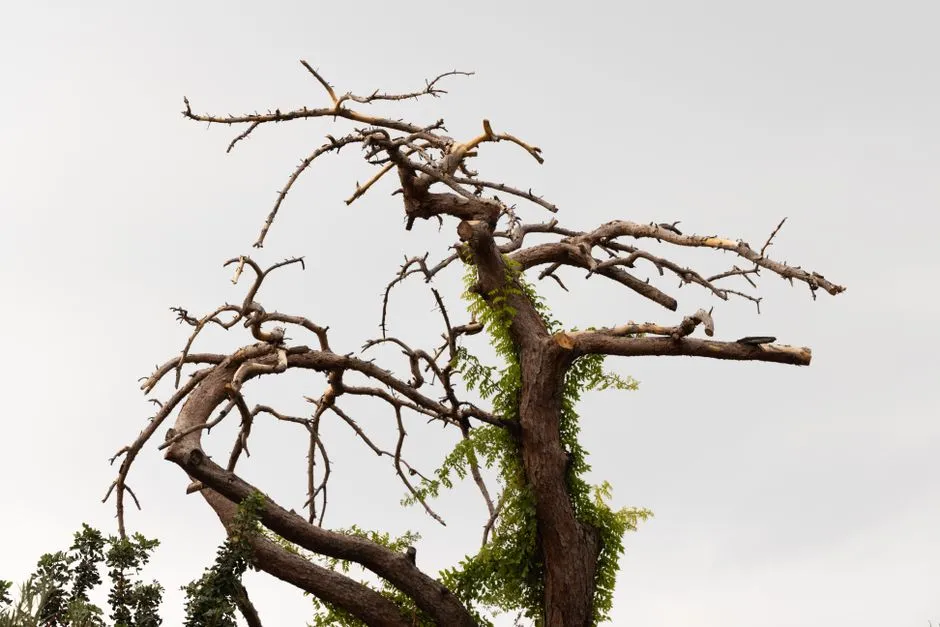 6. Clearing Away Dead Trees and Branches (Image Credits: Pexels)