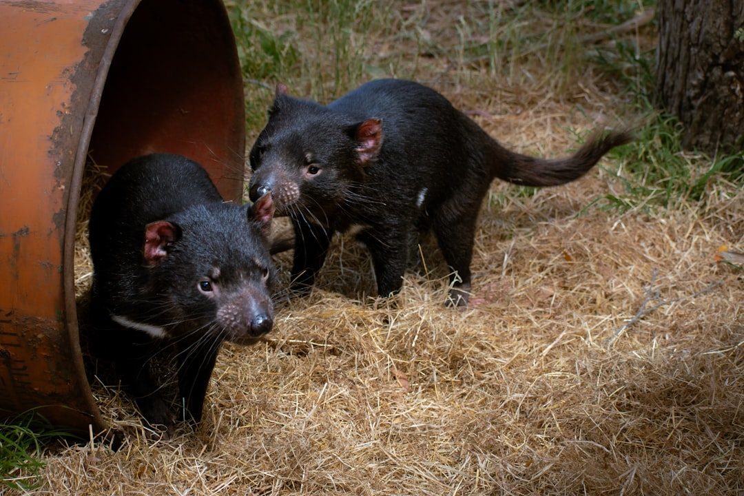 The Tasmanian Devil: The Ferocious Screamer (Image Credits: Unsplash)