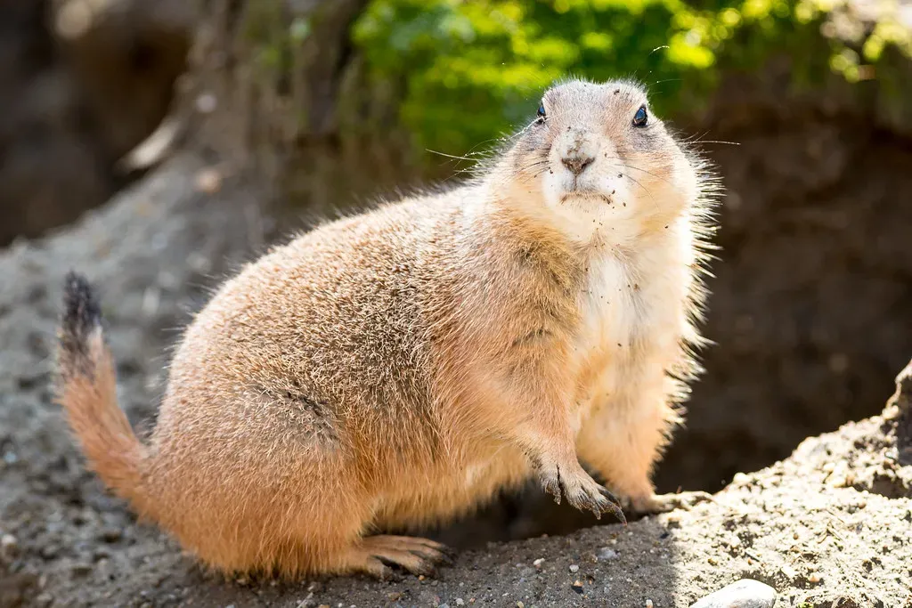 Final Thoughts on Furry Alarmists (Eric Kilby, Flickr, CC BY-SA 2.0)