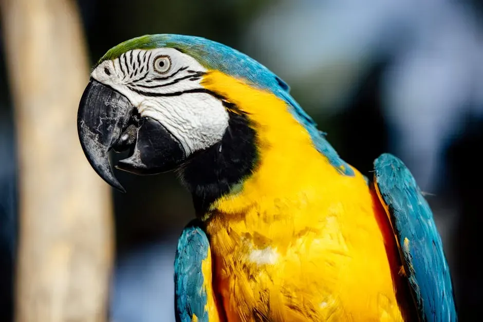 9. Macaw - Up to 50 to 60 Years (Wild), Longer in Captivity (Image Credits: Pexels)