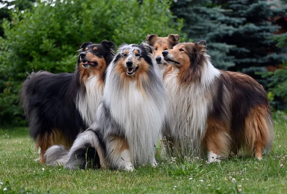 #19 - Collie: The TV Star Whose Fame Couldn't Save It (Image Credits: Pexels)