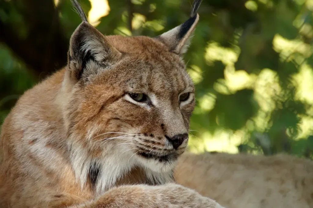 Finding Your Wild Cat Match: A Reflection (Image Credits: Rawpixel)