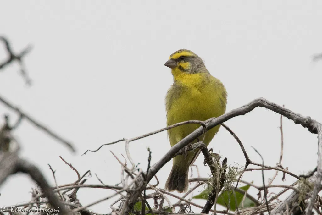10. 'Alalā-Related Forest Birds: The Palila (Bettina Arrigoni, Flickr, CC BY 2.0)