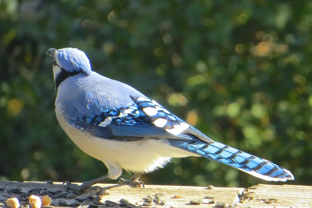 Conclusion: What Blue Jays Teach Us About Intelligence and Forgetting (C. L. Ricketson, Flickr, CC BY 2.0)