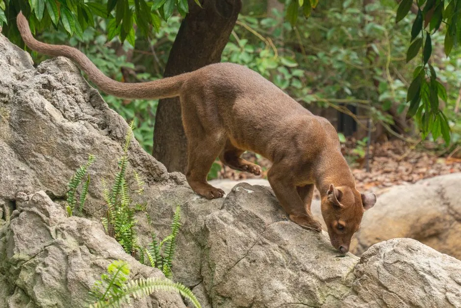 2. It Has a Tail Almost as Long as Its Body (Image Credits: Pexels)