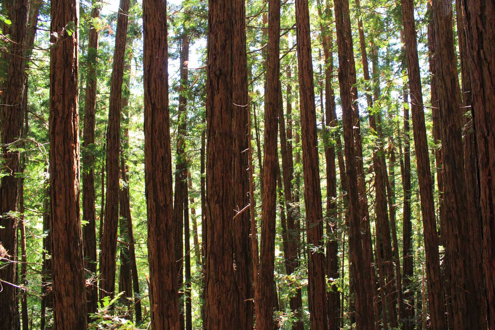 Redwood National and State Parks: Among Earth's Giants (Image Credits: Wikimedia)