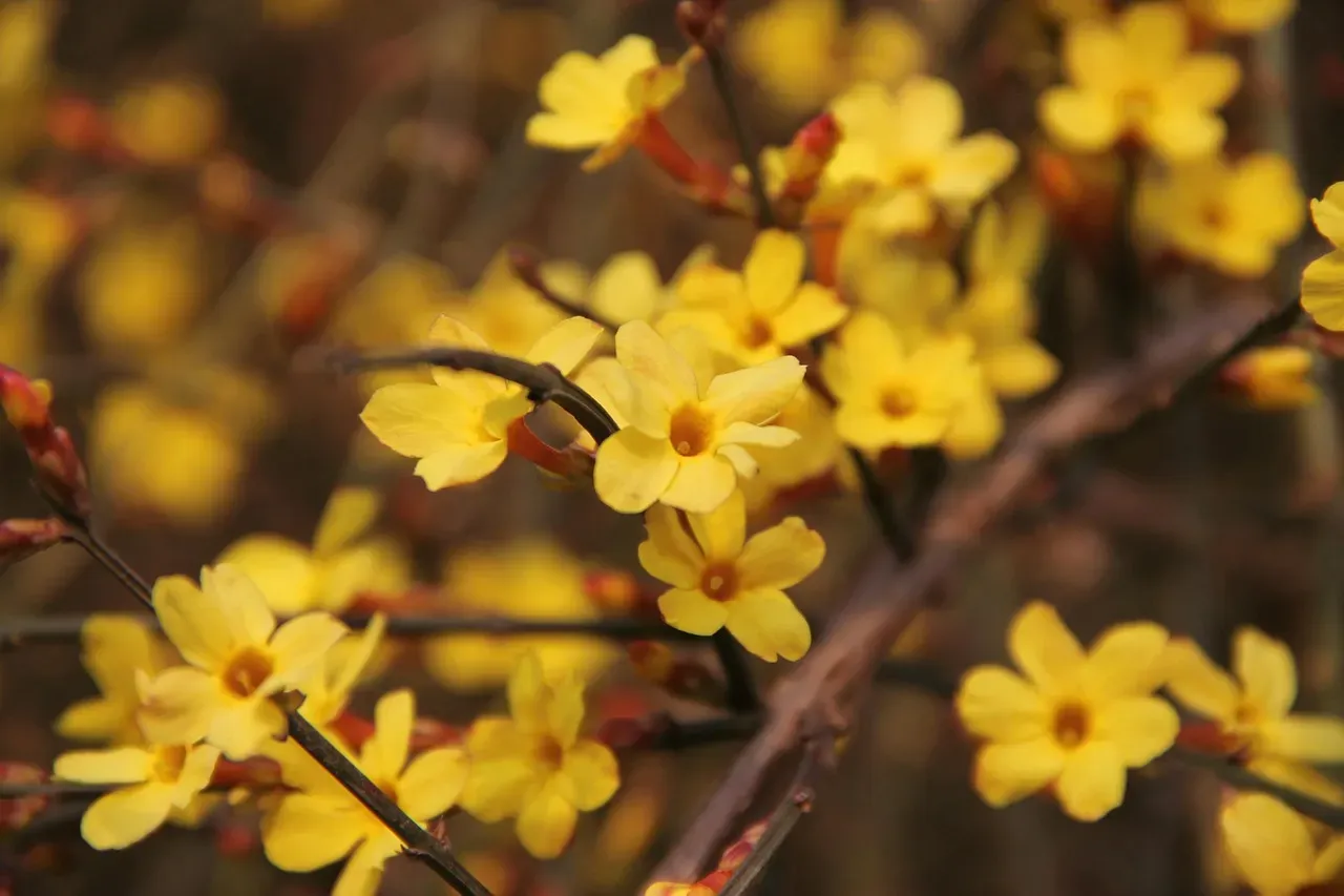 Winter Jasmine: Bright Yellow Against Gray Skies (Image Credits: Pixabay)