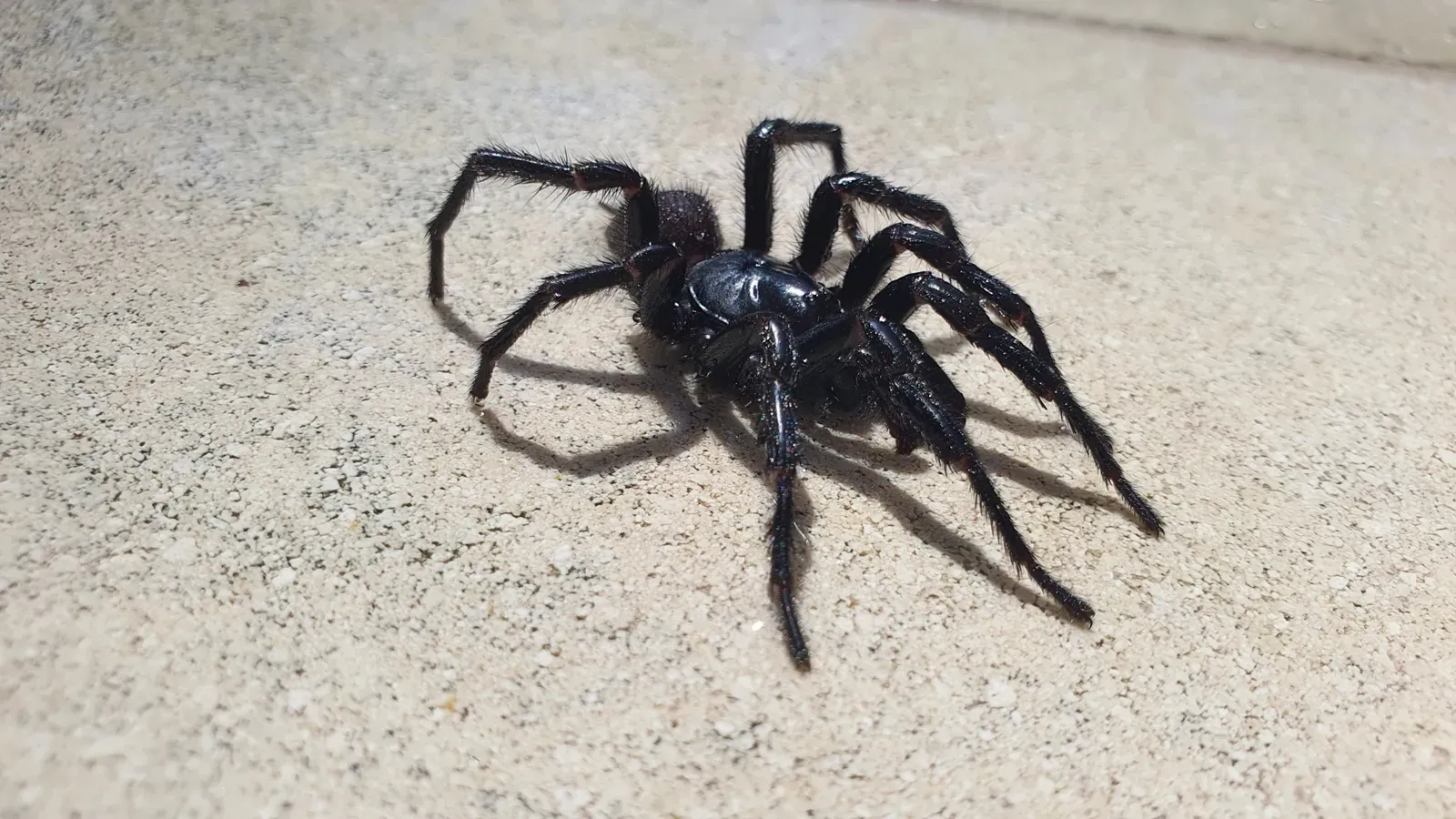 Sydney Funnel-Web Spider: Fangs That Pierce Fingernails (Image Credits: Wikimedia)