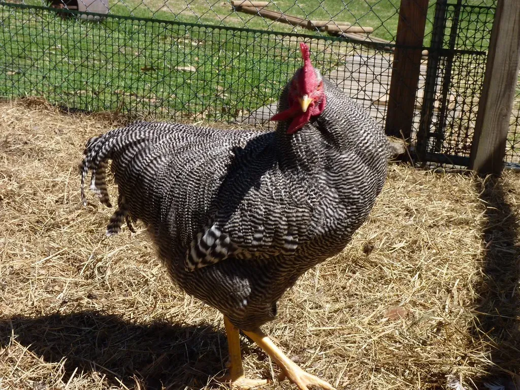 Why These Breeds Matter More Than Ever (normanack, Flickr, CC BY 2.0)