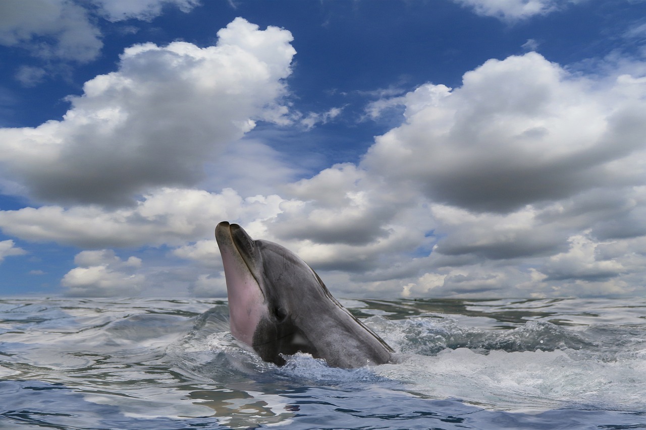Dolphins Calling Each Other by Name (Image Credits: Pixabay)