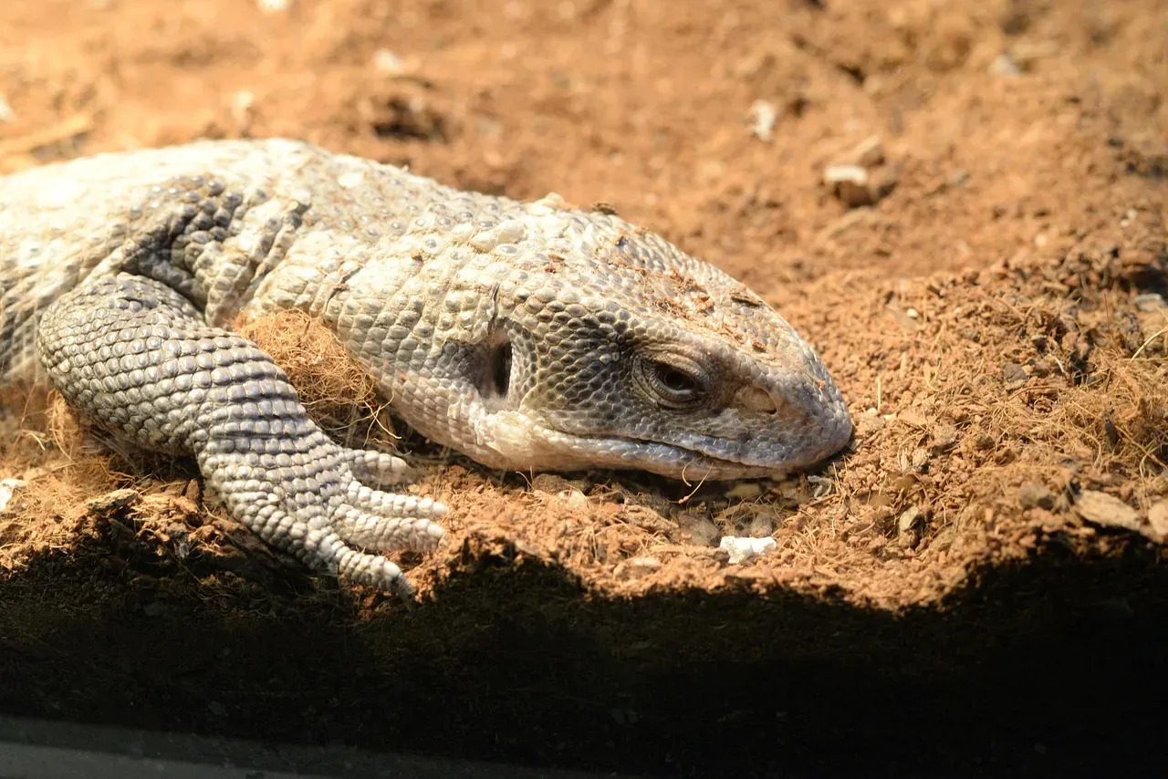 Aquarius and the Savannah Monitor (Image Credits: Pixabay)