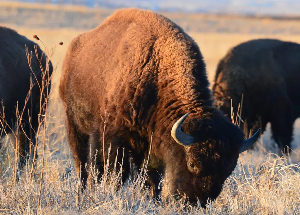 The Challenges That Still Remain (USFWS Mountain Prairie, Flickr, CC BY 2.0)