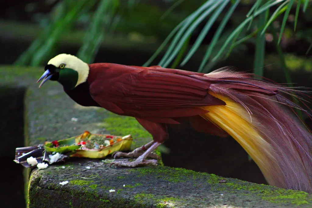The Rainforests of New Guinea: Where Birds of Paradise Perform (Image Credits: Wikimedia)