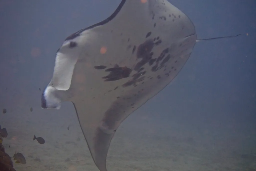 Sagittarius: The Free-Roaming Manta Ray (Elias Levy, Flickr, CC BY 2.0)