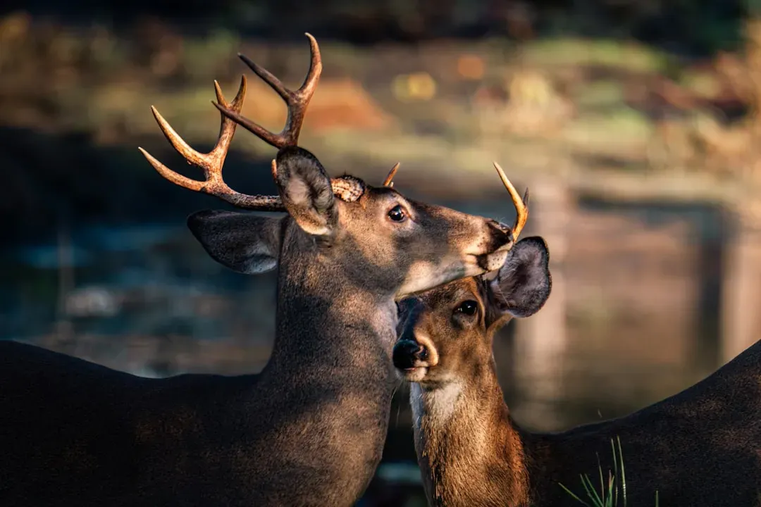 The Wild Past That Never Truly Disappeared (Image Credits: Unsplash)