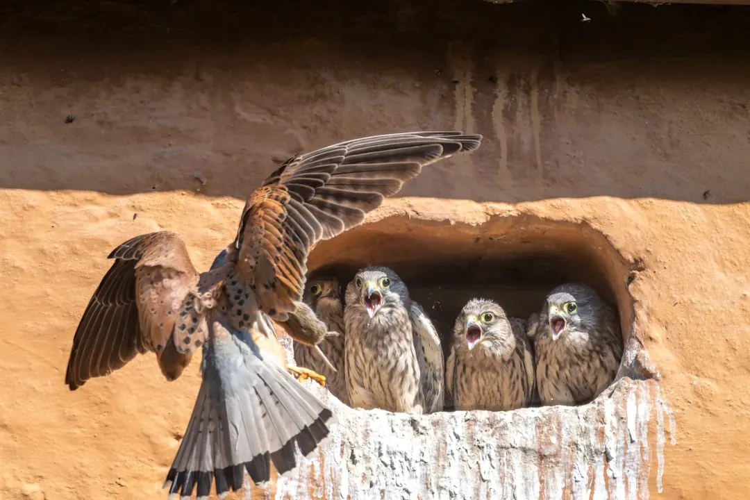 8. They Mate for Life and Return to the Same Nest Year After Year (Image Credits: Unsplash)